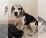 Small #1 Beagle