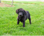 Small #2 Labrador Retriever