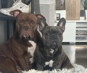 Father of the American Bully-French Bulldog Mix puppies born on 04/27/2025