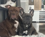 Small Photo #1 American Bully-French Bulldog Mix Puppy For Sale in CHICAGO, IL, USA