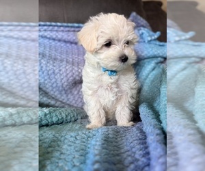 Maltese Puppy for sale in SEAGROVE, NC, USA