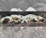 Small Photo #8 Cavalier King Charles Spaniel Puppy For Sale in MOUNTAIN GROVE, MO, USA