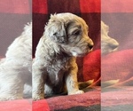 Small Photo #9 Labradoodle Puppy For Sale in LEXINGTON, GA, USA