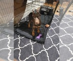 Small Photo #7 Doberman Pinscher Puppy For Sale in LITTLE ROCK, AR, USA