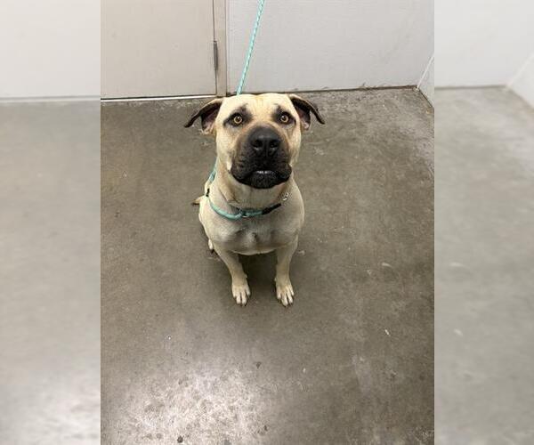 Medium Photo #1 Black Mouth Cur Puppy For Sale in Rosenberg, TX, USA