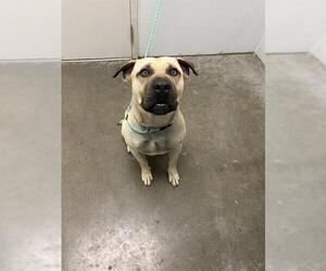 Black Mouth Cur Dogs for adoption in Rosenberg, TX, USA