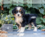 Puppy Serena Bernedoodle (Miniature)