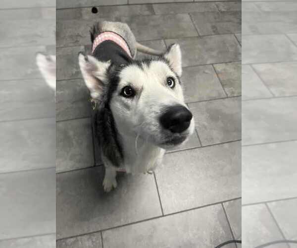 Medium Photo #2 Huskies -Unknown Mix Puppy For Sale in New York, NY, USA