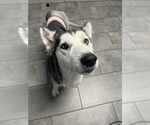 Small #1 Huskies  Mix