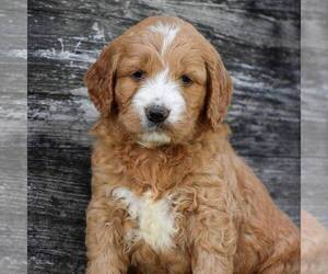Goldendoodle-Poodle (Standard) Mix Puppy for sale in HONEY BROOK, PA, USA