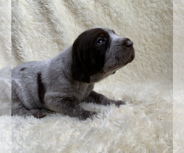 Medium Photo #4 German Shorthaired Pointer Puppy For Sale in CALDWELL, ID, USA