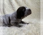 Small Photo #4 German Shorthaired Pointer Puppy For Sale in CALDWELL, ID, USA