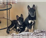 Small #2 German Shepherd Dog-Huskies  Mix