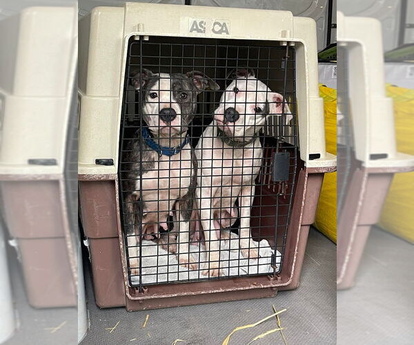 Medium Photo #4 Staffordshire Bull Terrier-Unknown Mix Puppy For Sale in Shermans Dale, PA, USA