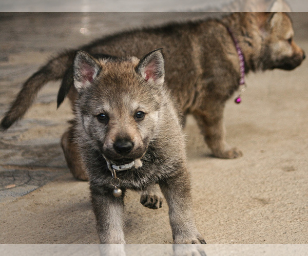 Medium Photo #5 Czech Wolfdog-Wolf Hybrid Mix Puppy For Sale in Darova, Timis, Romainia