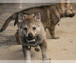 Small Photo #5 Czech Wolfdog-Wolf Hybrid Mix Puppy For Sale in Darova, Timis, Romainia