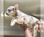 Small #2 French Bulldog