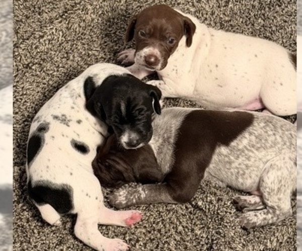 Medium Photo #2 German Shorthaired Pointer Puppy For Sale in WOODSTOCK, CT, USA
