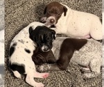 Bruiser - Male German Shorthaired Pointer Puppy for Sale - Photo #2