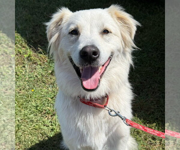 Medium Photo #21 Mutt Puppy For Sale in Canton, CT, USA