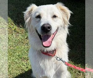 Riley - Male Mutt Dog for Adoption - Photo #21