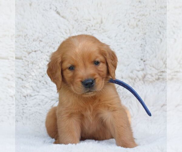 Medium Photo #3 Golden Retriever Puppy For Sale in NEW HOLLAND, PA, USA
