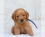 Small #2 Golden Retriever