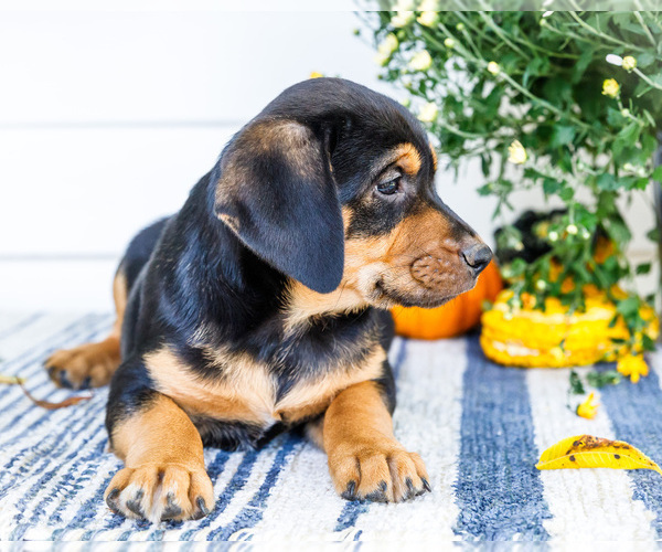 Medium Photo #5 Golden Retriever-Jack Russell Terrier Mix Puppy For Sale in WAKARUSA, IN, USA