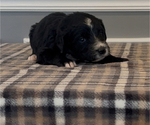 Small Photo #14 Bernedoodle-Labradoodle Mix Puppy For Sale in MILFORD, NJ, USA