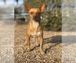 Small #1 Chihuahua Mix