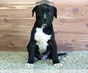 American Bulldog Puppy for sale in ARMUCHEE, GA, USA