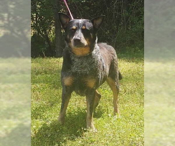 Medium Photo #4 Mutt Puppy For Sale in Wetumpka, AL, USA