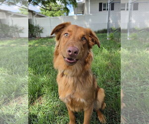 Weiser - Male Retriever -Unknown Mix Dog for Adoption - Photo #5