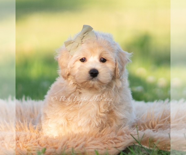 Medium Photo #43 Maltipoo (Miniature) Puppy For Sale in WARSAW, IN, USA