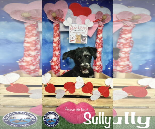 Medium Photo #7 Mutt Puppy For Sale in Arcadia, FL, USA