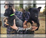 Puppy Puppy 1 Green Belgian Malinois