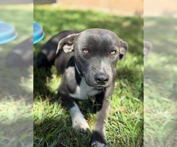 Medium Photo #2 American Pit Bull Terrier Puppy For Sale in Riverside, CA, USA