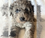 Puppy 1 Aussiedoodle-Miniature Australian Shepherd Mix