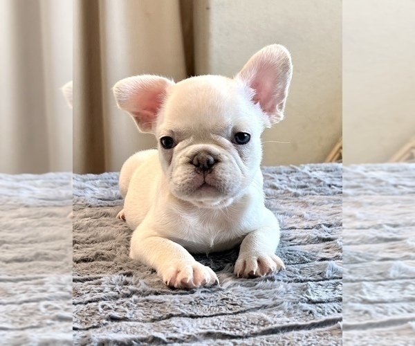 Medium Photo #1 French Bulldog Puppy For Sale in WEST HOLLYWOOD, CA, USA