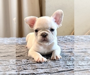 French Bulldog Puppy for sale in WEST HOLLYWOOD, CA, USA