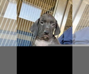 Labrador Retriever Dogs for adoption in Norco, CA, USA