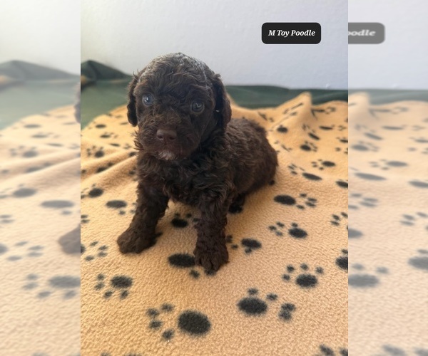 Medium Photo #1 Poodle (Toy) Puppy For Sale in TUCSON, AZ, USA