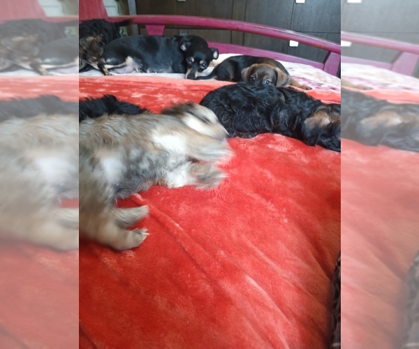 Medium Photo #1 Dorkie Puppy For Sale in JOHNSTOWN, PA, USA