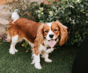 Cavalier King Charles Spaniel Puppy for sale in NEW RIVER, AZ, USA