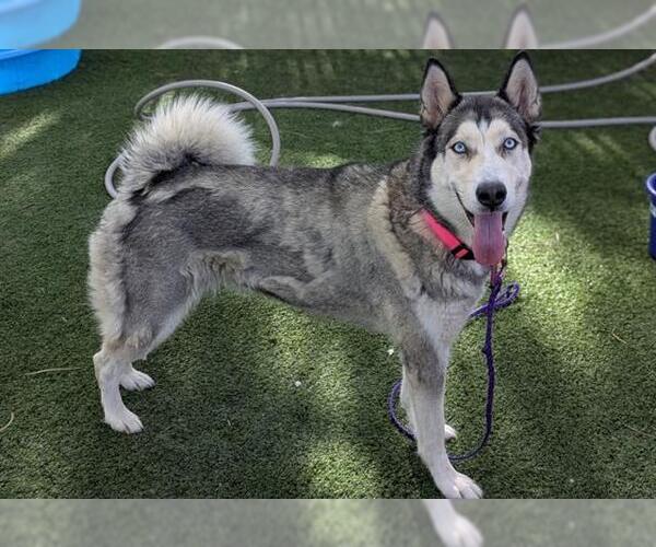 Medium Photo #2 Siberian Husky-Unknown Mix Puppy For Sale in Las Vegas, NV, USA