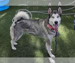 Small #1 Siberian Husky Mix