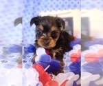 Small #6 Yorkshire Terrier