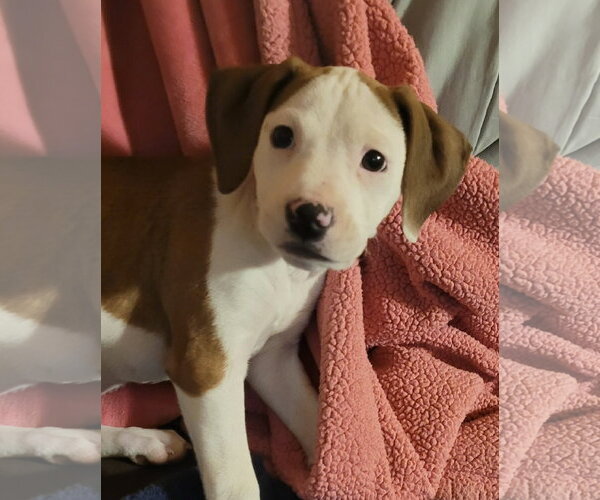 Medium Photo #14 Mutt Puppy For Sale in Spotsylvania, VA, USA