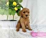Small #4 Goldendoodle (Miniature)
