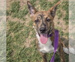 Small #4 German Shepherd Dog-Red Heeler Mix